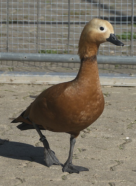 点迟